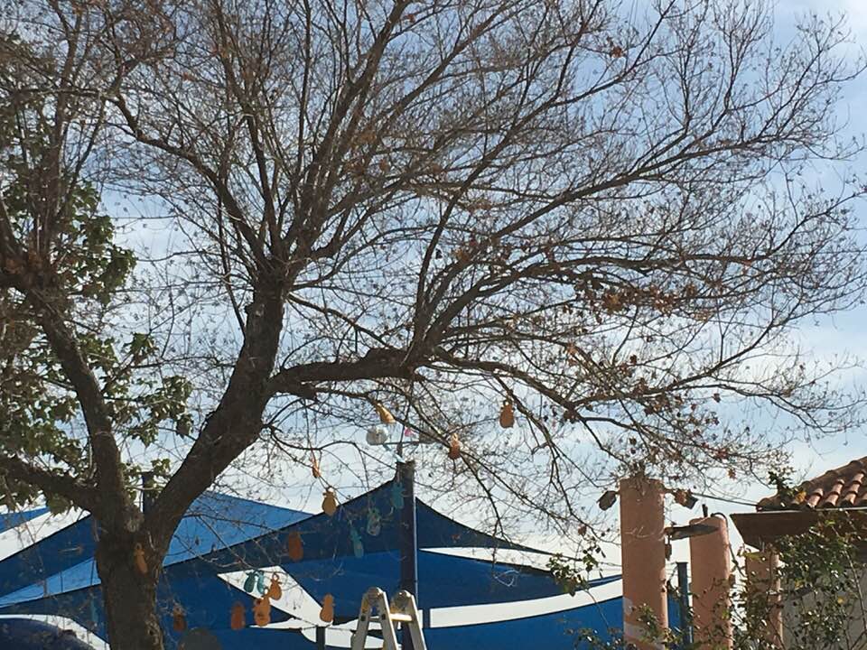 עץ המוצצים 2018